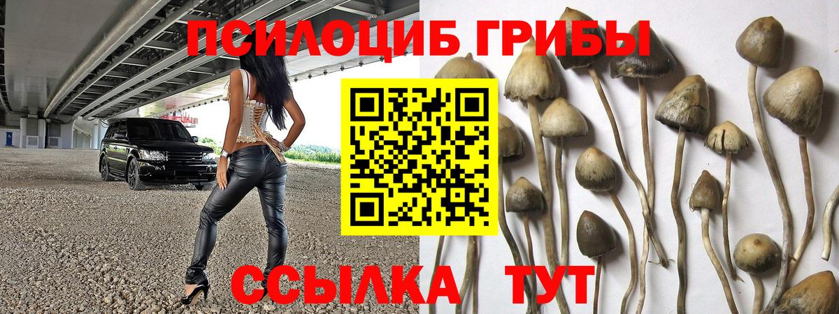 Галлюциногенные грибы Psilocybe  где купить   Железногорск  Вход с VPN 